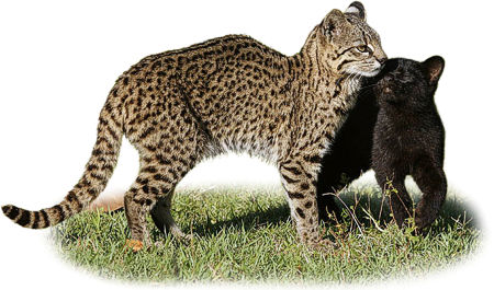 Leopardus geoffroyi, female with melanistic kitten