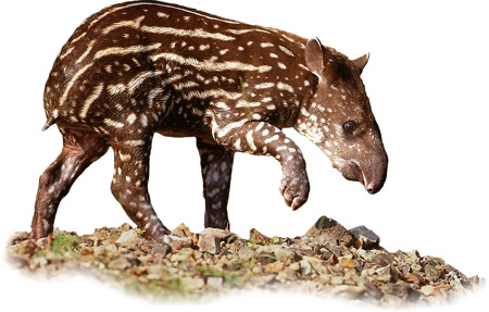 Tapirus terrestris, calf