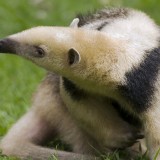 Tamandua tetradactyla