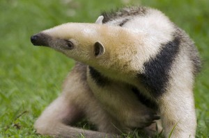 Tamandua tetradactyla