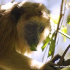 Hembra de carayá negro (Alouatta caraya)