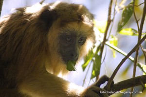 Alouatta caraya