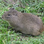 Cuis común (Cavia aperea)