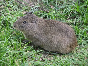 Cavia aperea