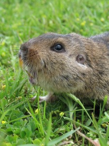 Ctenomys sp.