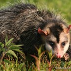 Comadreja overa (Didelphis albiventris)