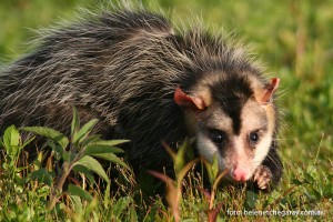 Didelphis albiventris