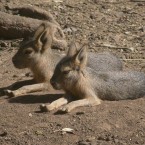 Maras jóvenes (Dolichotis patagonum)