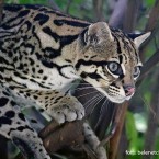 Ocelote (Leopardus pardalis)