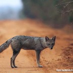 Zorro gris (Lycalopex gymnocercus)