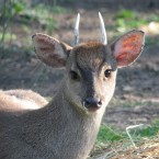 Corzuela parda (Mazama gouazoubira)