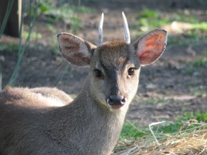 Mazama gouazoubira