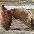 Elefantes marinos del sur (Mirounga leonina)