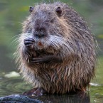 Coipo, nutria (Myocastor coypus)