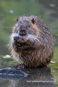 Myocastor coypus