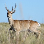 Venado de las pampas (Ozotoceros bezoarticus)