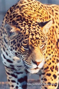 Panthera onca