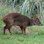 Pudú (Pudu puda)