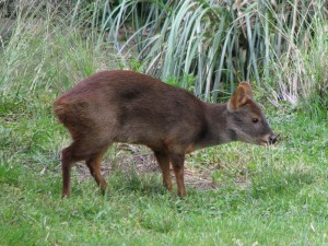 Pudu puda