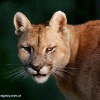 Puma (Puma concolor)