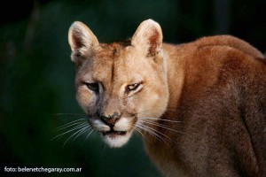 Puma concolor