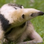 Oso melero (Tamandua tetradactyla)