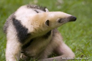 Tamandua tetradactyla