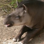 Tapir (Tapirus terrestris)