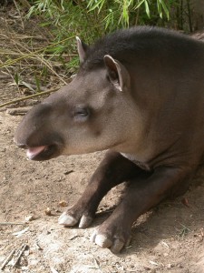 Tapirus terrestris