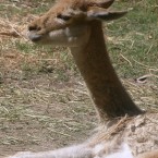 Vicuña (Vicugna vicugna)