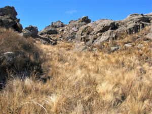 Akodon polopi, habitat