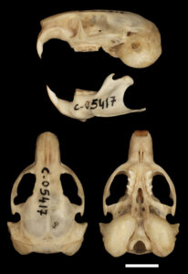 Ctenomys contrerasi, holotype, Colección de Mamíferos de la Fundación de historia Natural Félix de Azara (CFA–MA 11853)