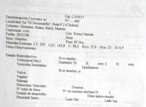 Ctenomys contrerasi, original holotype data from field catalog, Colección de Mamíferos de la Fundación de historia Natural Félix de Azara (CFA–MA 11853)