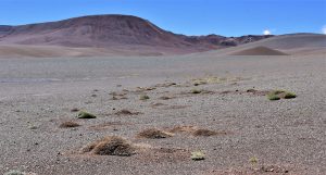 Ctenomys eileenae, habitat