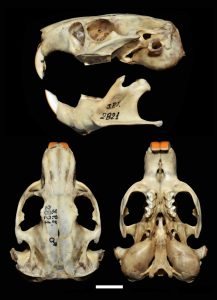 Ctenomys eileenae, holotype