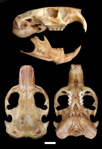 Ctenomys heniacamiare, skull of holotype