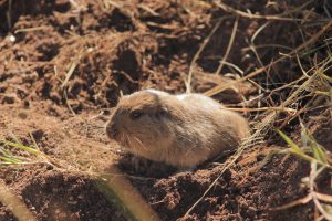 Ctenomys heniacamiare, type series individual