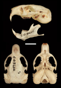 Ctenomys thalesi, holotype