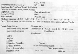 Ctenomys thalesi, original holotype data from field catalog, Colección de Mamíferos de la Fundación de Historia Natural Félix de Azara (CFA–MA 11849)