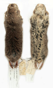 Ctenomys thalesi, holotype