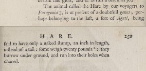 Mention of Dolichotis patagonum in Thomas Pennant's 'Synopsis of Quadrupeds' (1771)