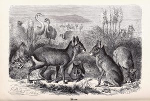 Illustration of Dolichotis patagonum in Brehm's Tierleben