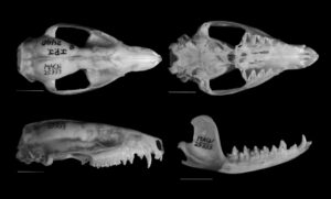 Lutreolina massoia, holotype