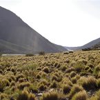 SAREM-Holotipos_Phyllotis-pehuenche-ambiente2