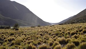 Phyllotis pehuenche, habitat in Mendoza province, Argentina