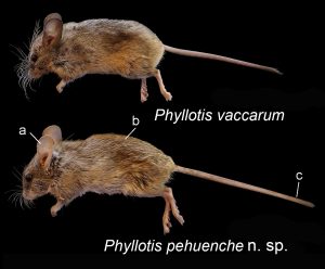 Phyllotis pehuenche compared to P. vaccarum