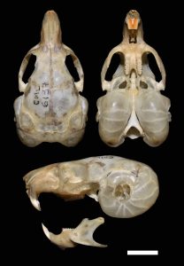 Tympanoctomys aureus, holotype