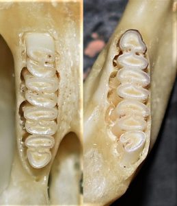 Tympanctomys aureus, molars of type specimen