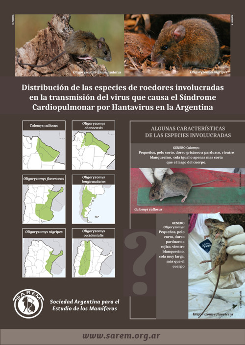 Afiche sobre roedores y hantavirus en Argentina elaborado por SAREM (previsualización)